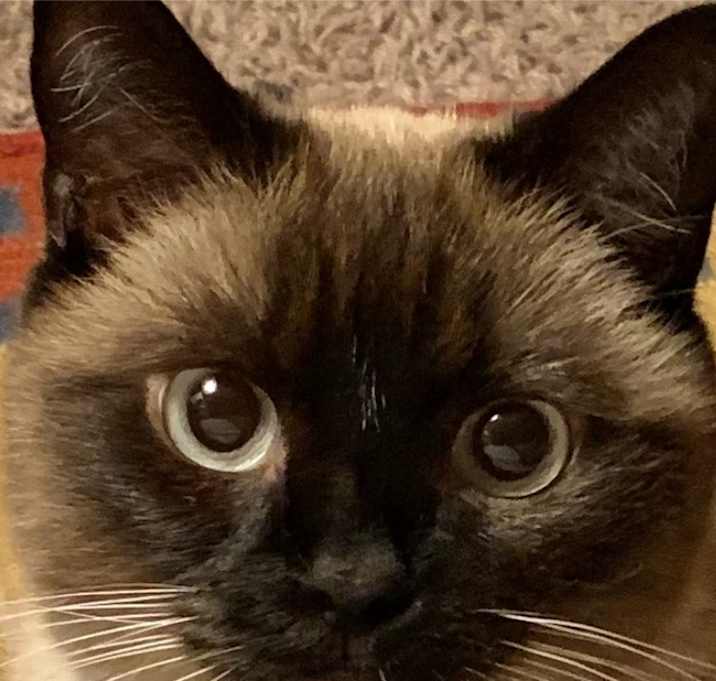 Photo of Kiku