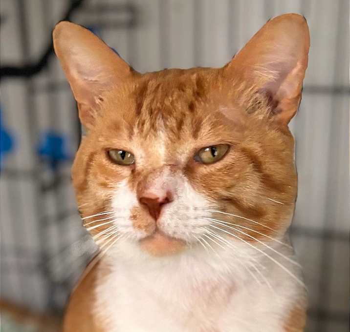 Photo of Garfield