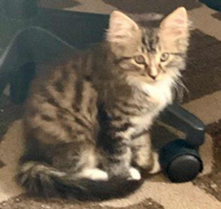 Photo of Brutus
