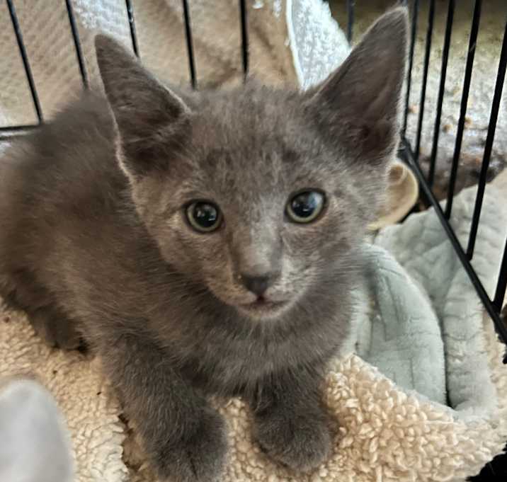 Photo of BH Boy Charlie