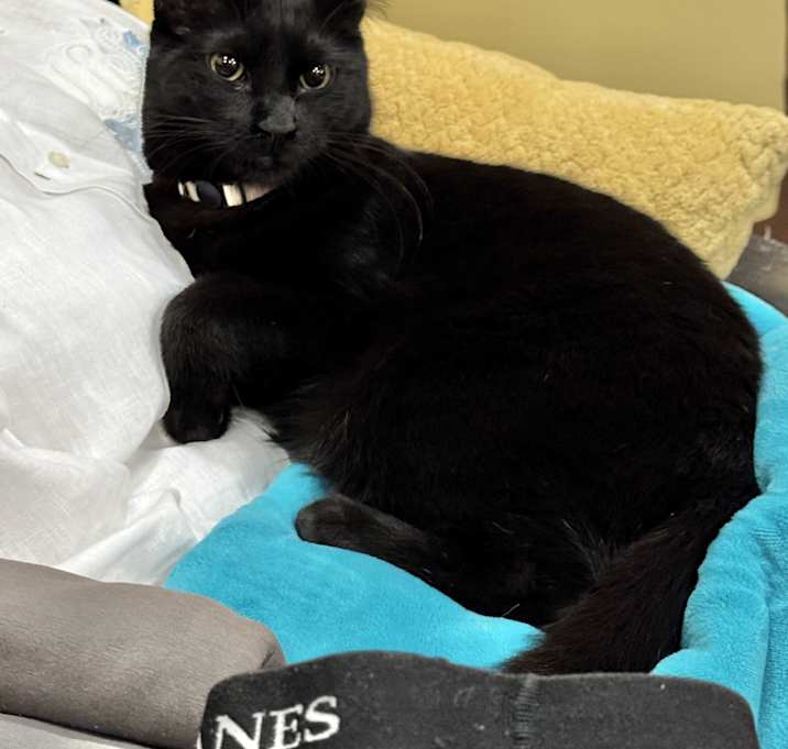 Photo of Scout