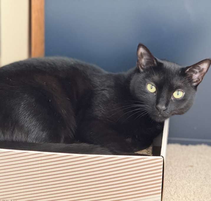 Photo of Cookie