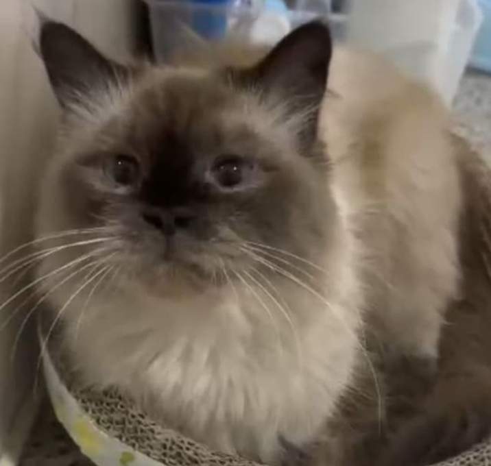 Photo of Lulu
