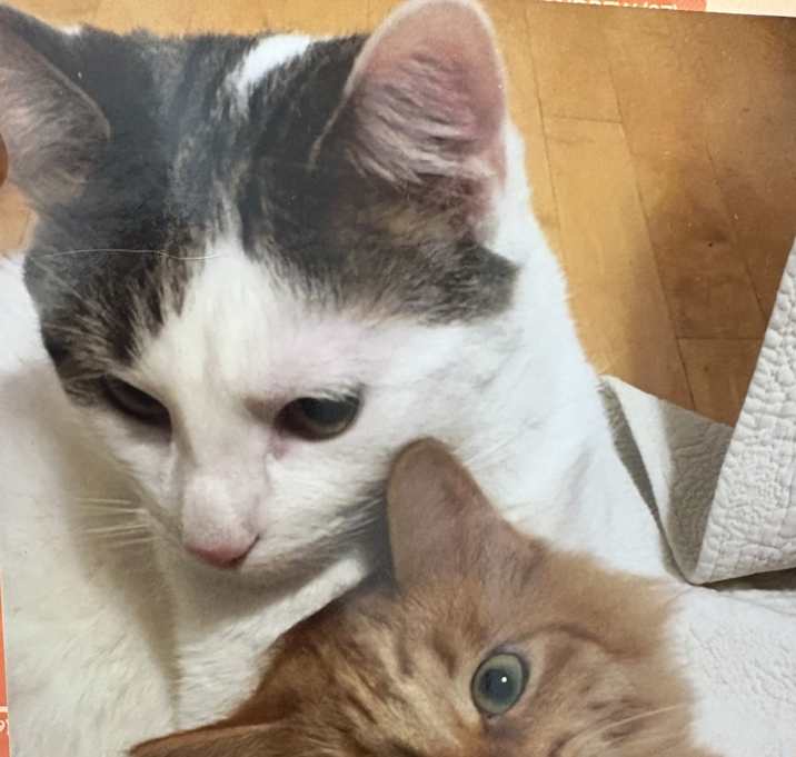 Photo of Michis and Tequila