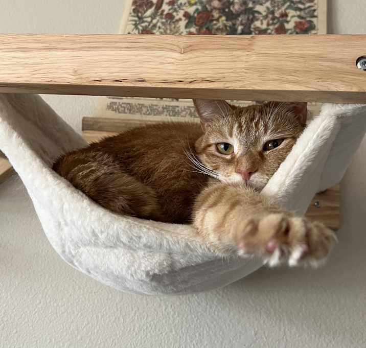 Photo of Momo