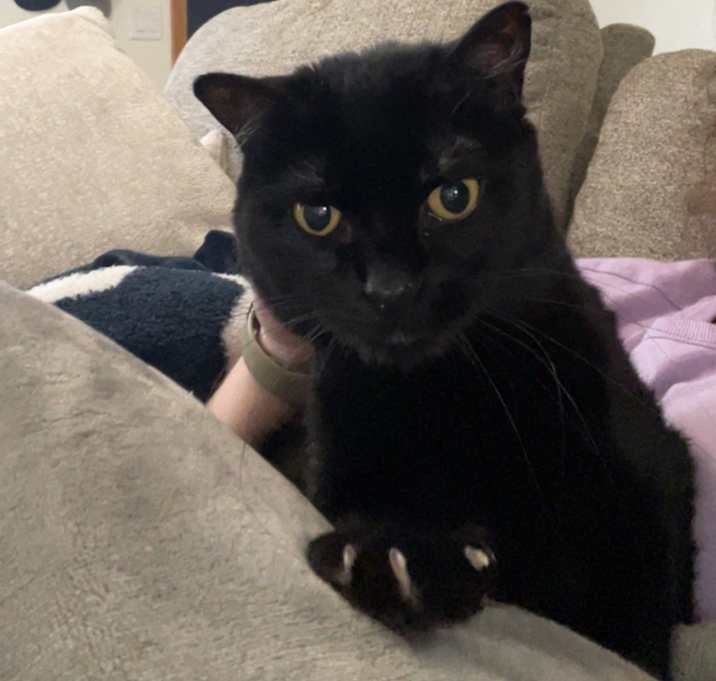 Photo of Stella