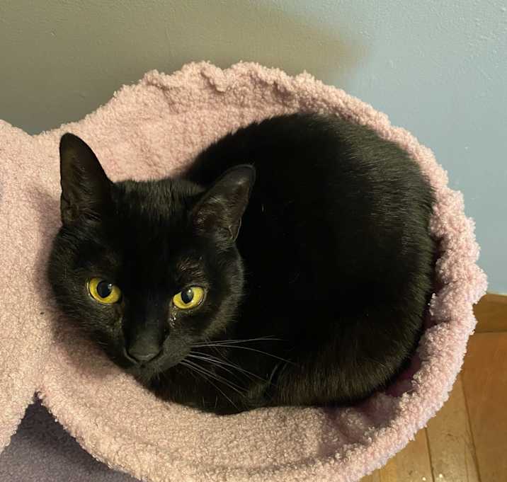 Photo of Juniper
