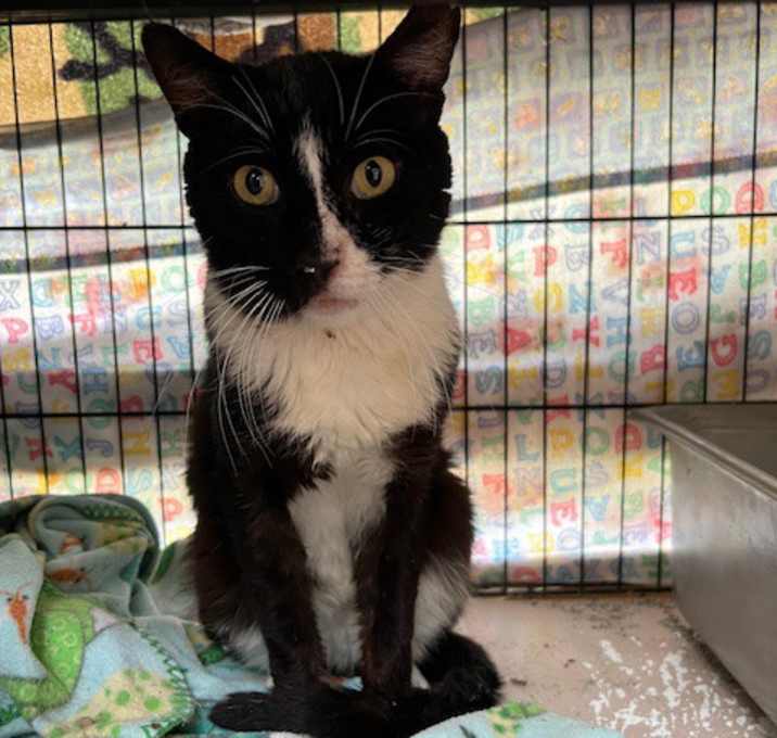 Photo of Tux