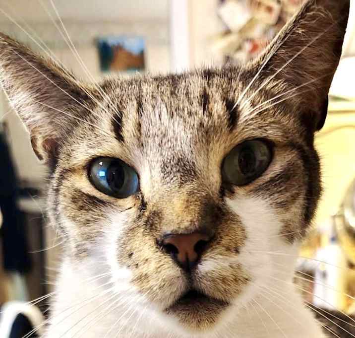 Photo of Scamp