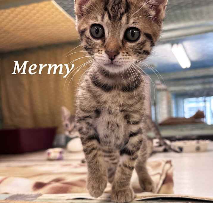 Photo of BABY MERMY