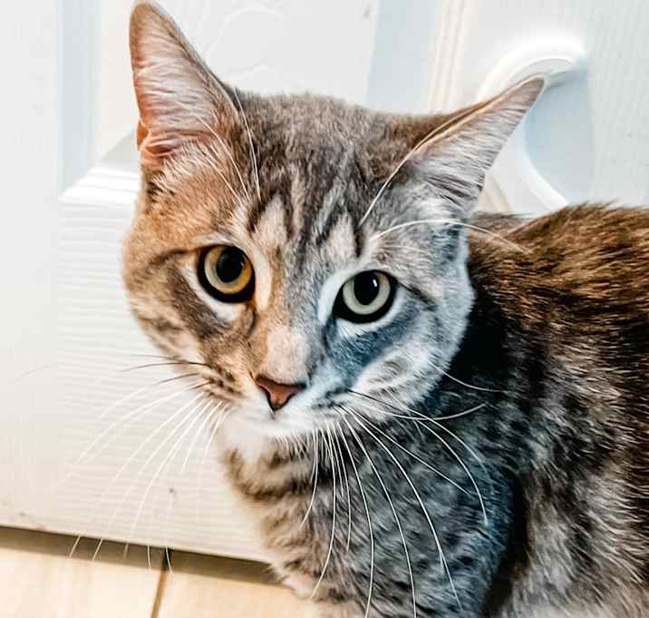 Photo of Sherman