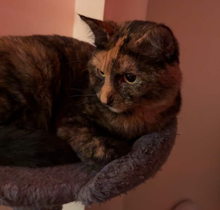 Photo of Stella