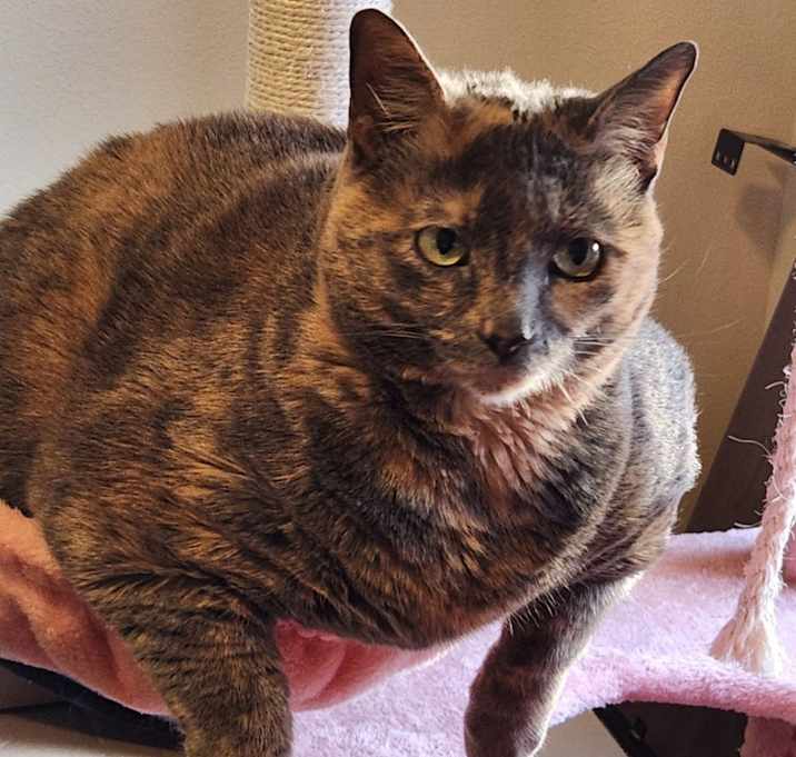 Photo of Sushi