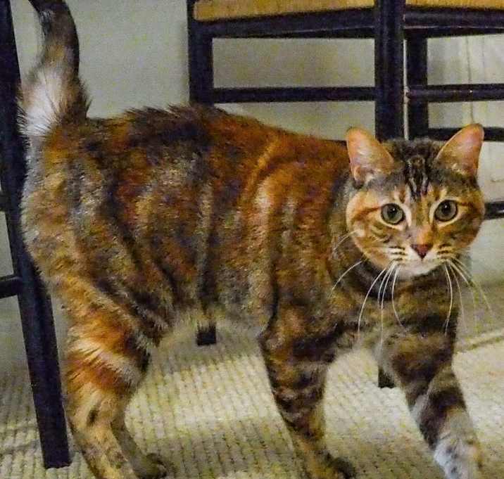 Photo of Summitt
