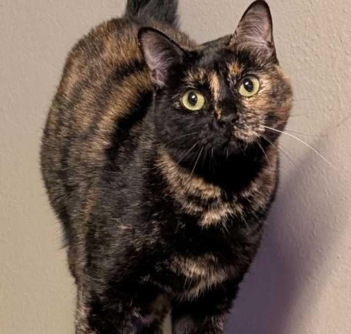 Photo of Quila