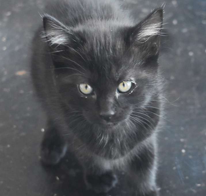 Photo of Montana (25-2F-1)