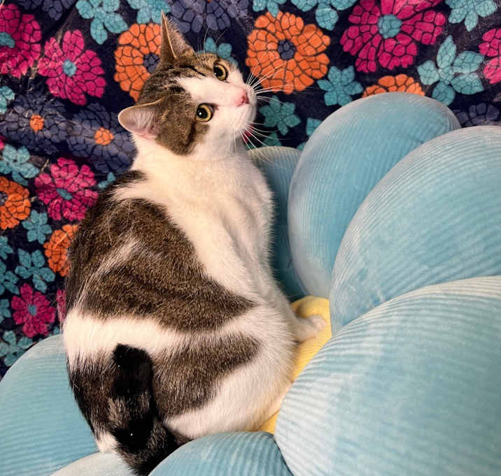Photo of DEXTER