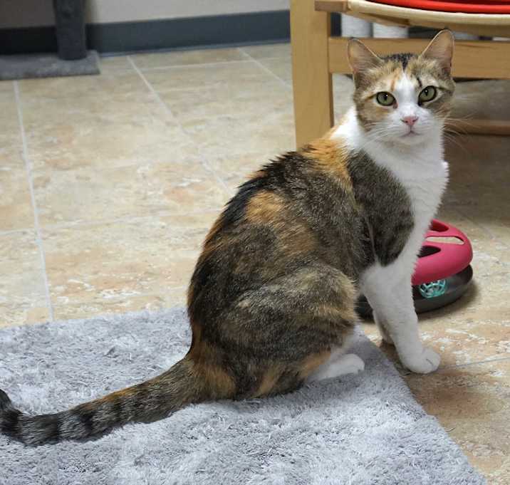 Photo of Lucky Tiger