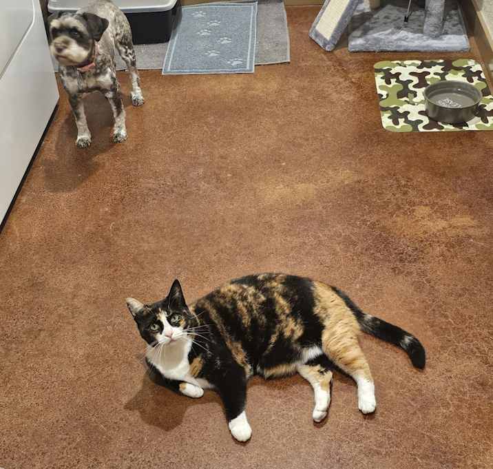 Photo of Callie
