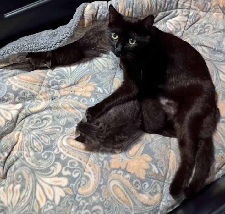 Photo of Sheba