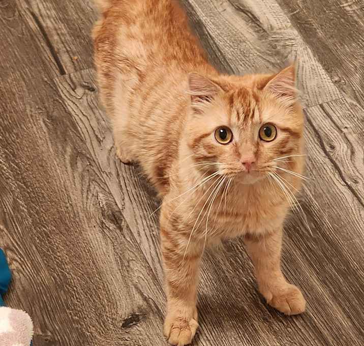 Photo of Valentino