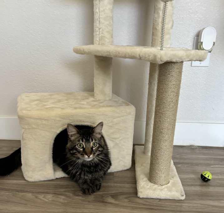 Photo of Remi