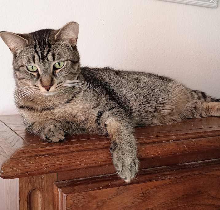 Photo of Cane