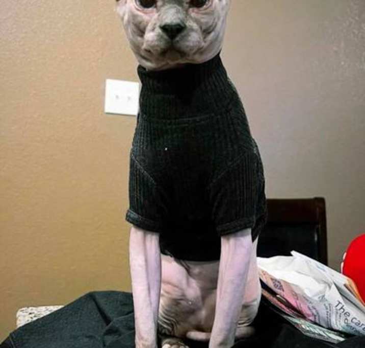 Photo of Milo