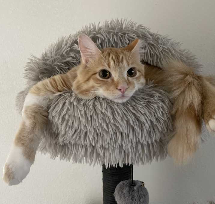 Photo of Romeo / Leo