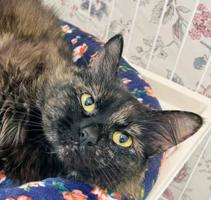 Photo of Mipsy