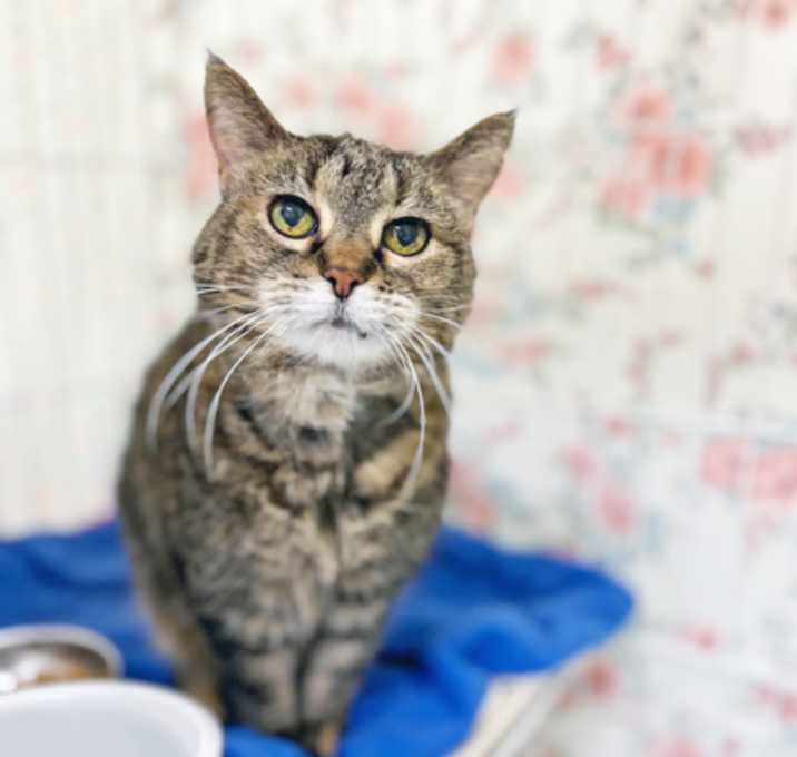 Photo of Tabbie