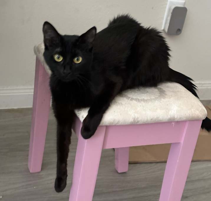 Photo of Black Cat
