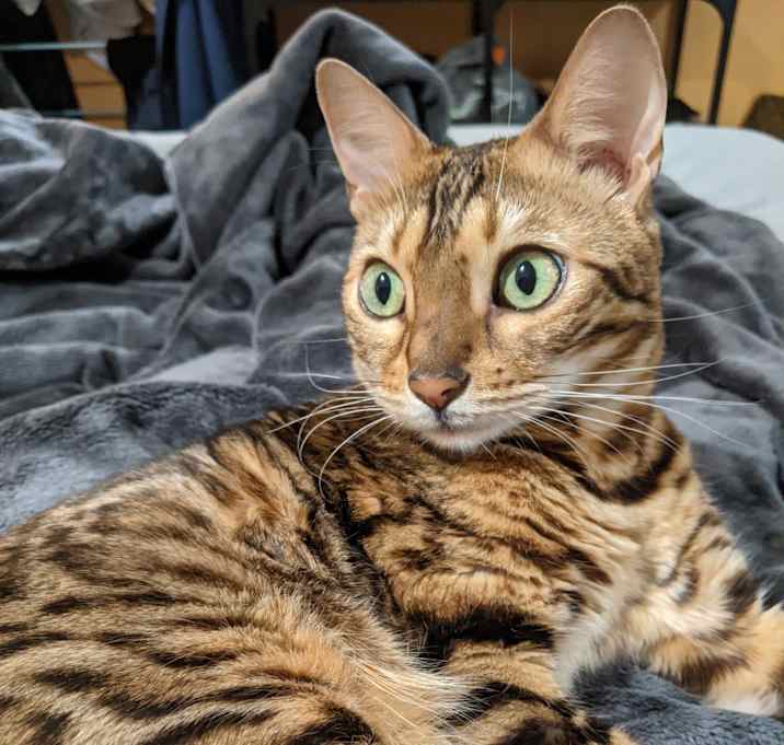 Photo of Sable