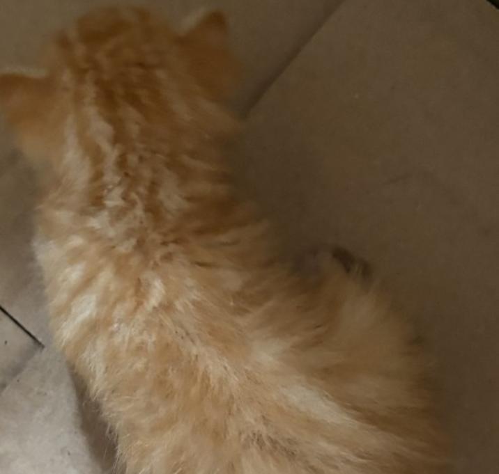 Photo of Orange