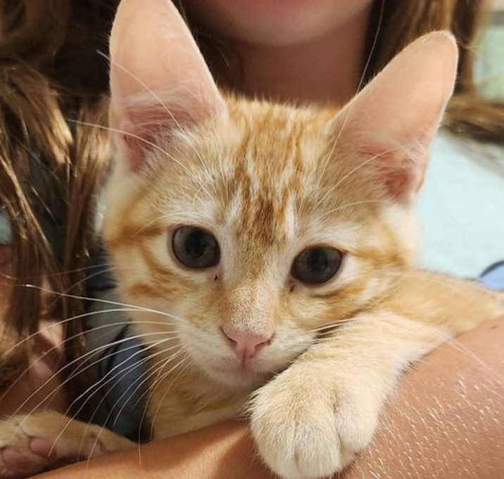Photo of Mufasa