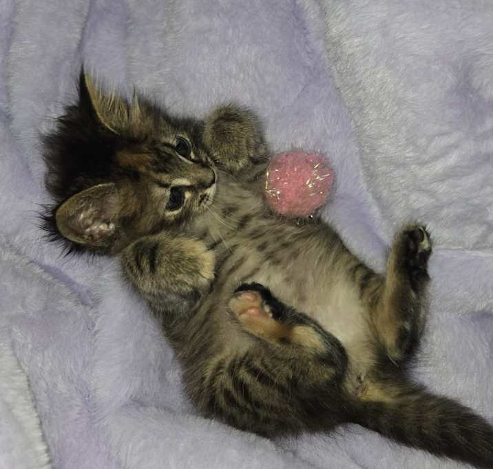Photo of Bean
