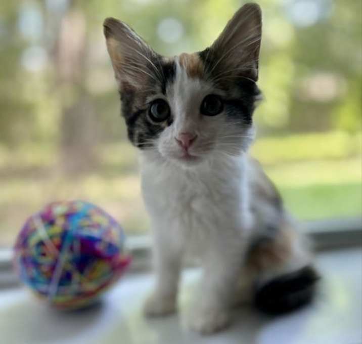 Photo of Dixie