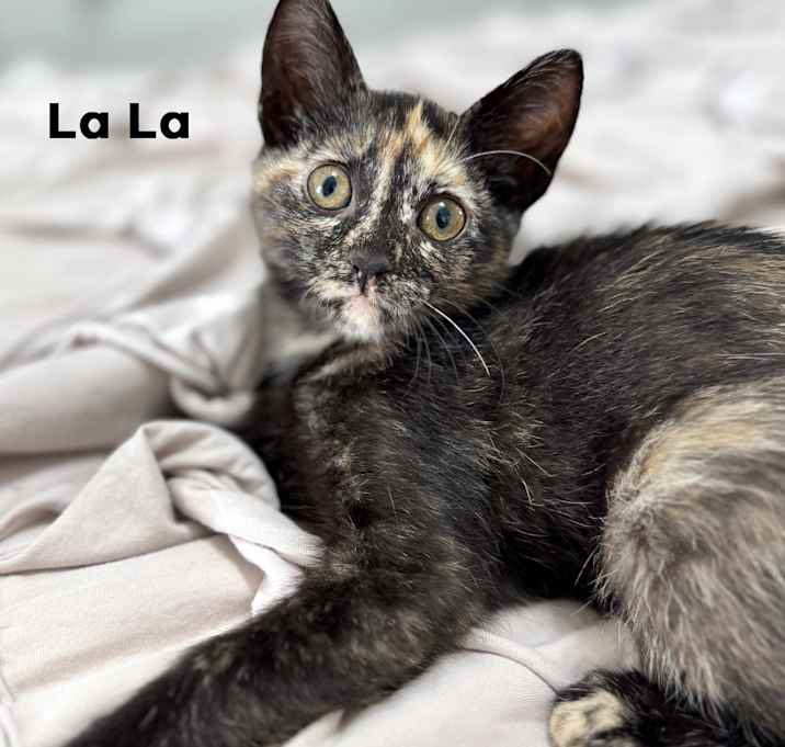 Photo of La La 