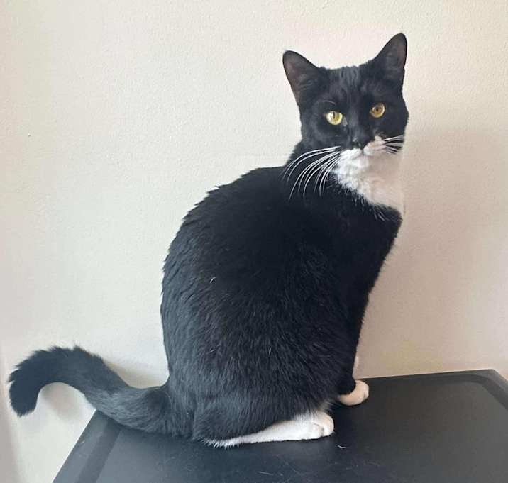 Photo of Domino