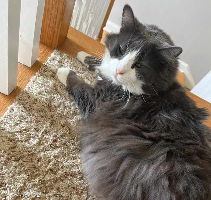 Photo of Sammy