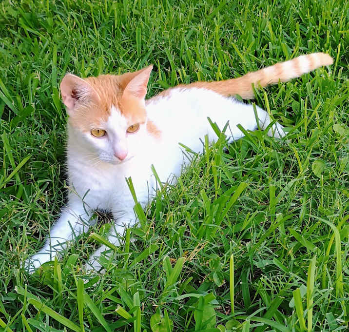 Photo of Butterscotch