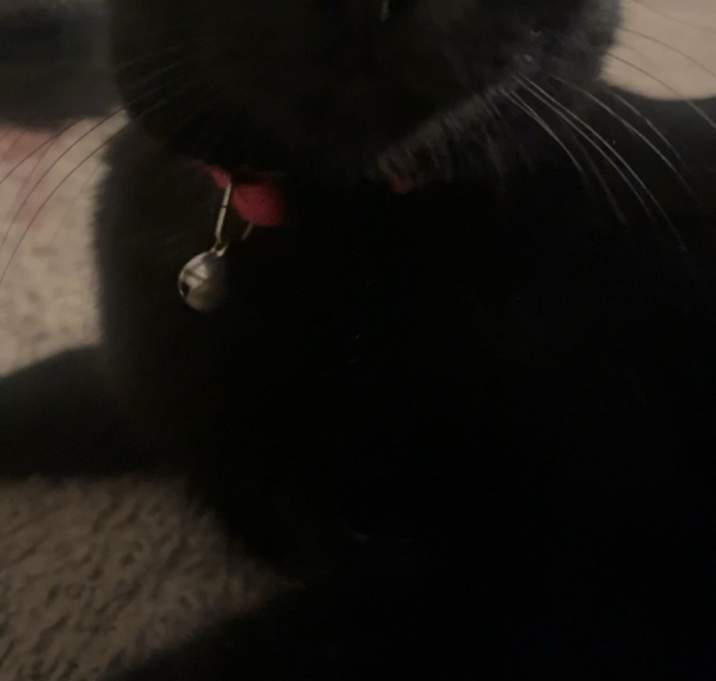 Photo of Coco