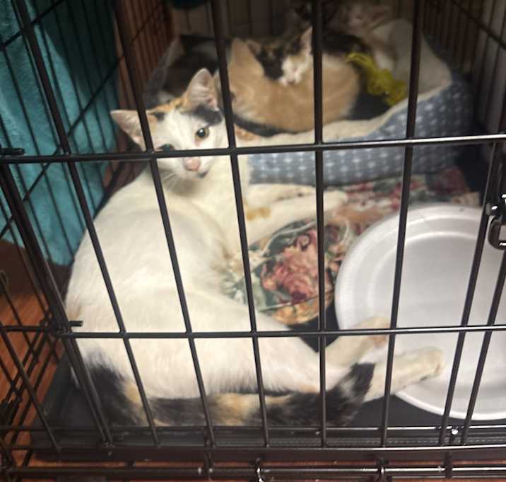 Photo of Babysister  nala kali lika kika