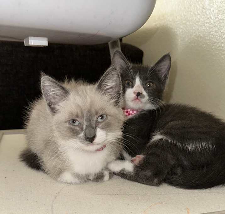Photo of Cat 1