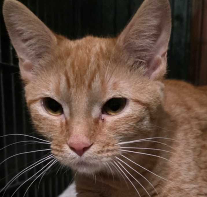 Photo of Hanson