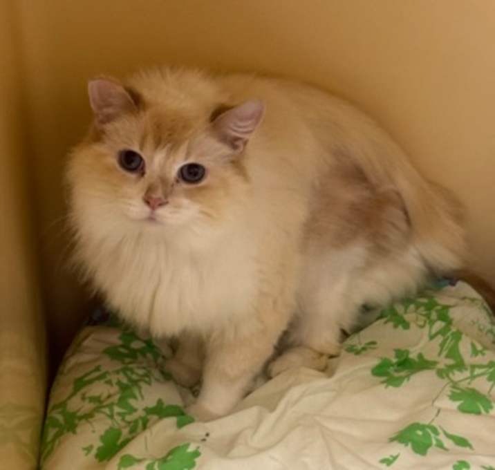 Photo of Koala- Barn Cat  OF95