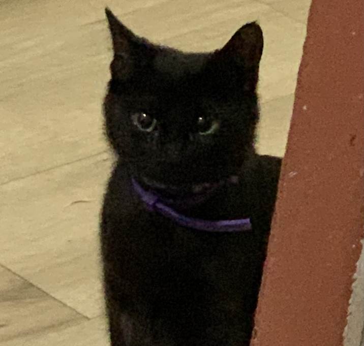 Photo of Iris
