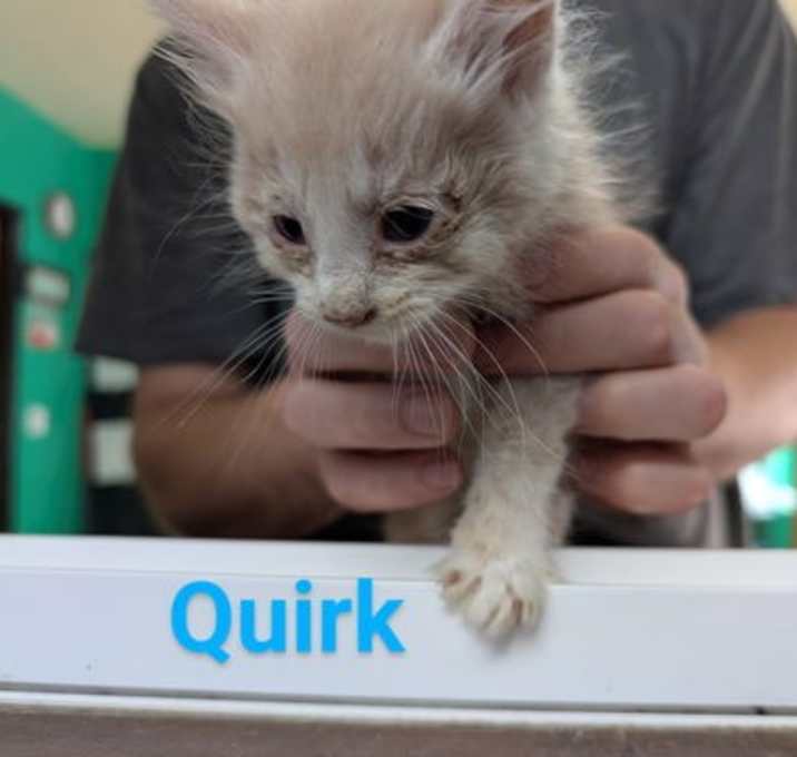 Photo of Quirk