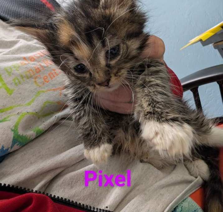 Photo of Pixel