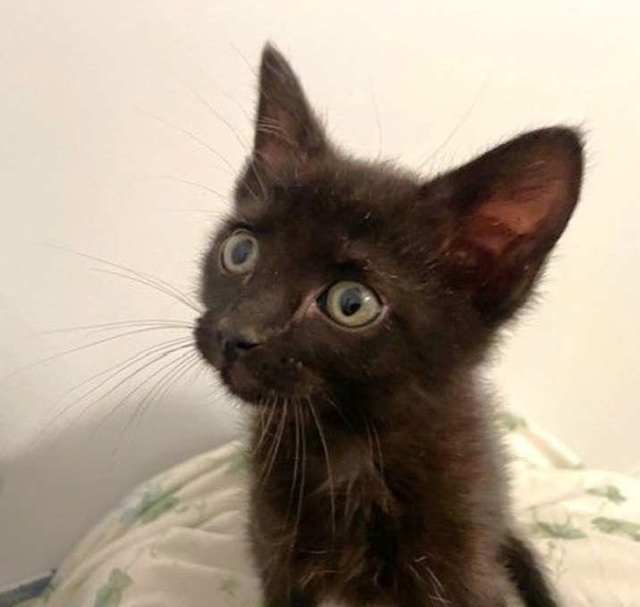 Photo of Bolero